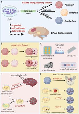 Brain Organoids as Model Systems for Genetic Neurodevelopmental Disorders